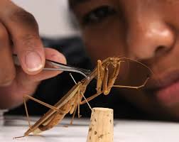 Mat. en Entomología